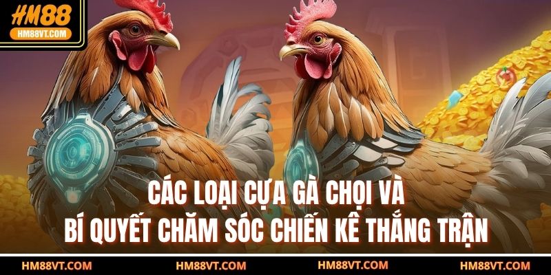 Các Loại Cựa Gà Chọi Và Bí Quyết Chăm Sóc Chiến Kê Thắng Trận